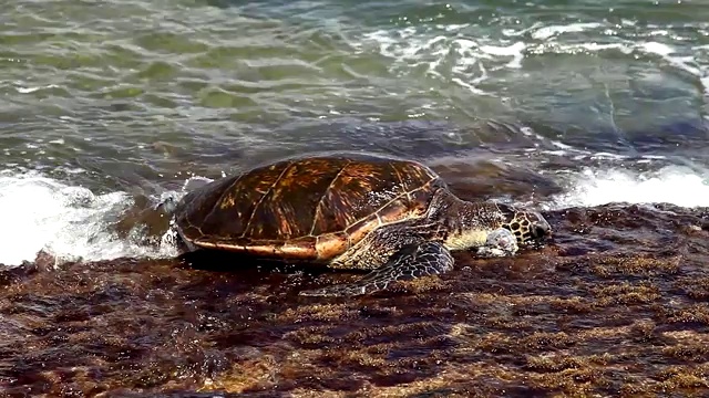 夏威夷绿海龟视频素材