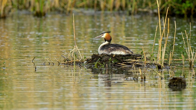 大冠毛鸊鷉，Podiceps cristatus，在巢上视频素材