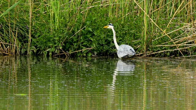 苍鹭，Ardea cinerea，在春天视频素材