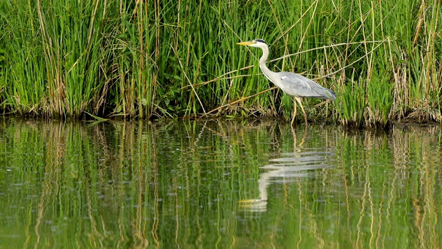 苍鹭，Ardea cinerea，在春天视频素材