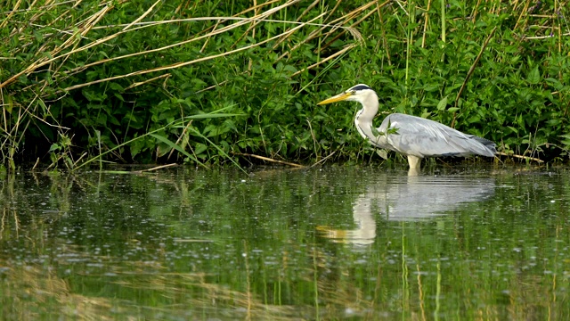 苍鹭，Ardea cinerea，在春天视频素材