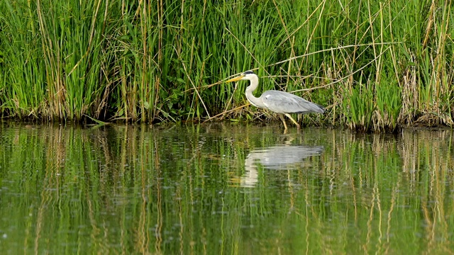 苍鹭，Ardea cinerea，在春天视频素材