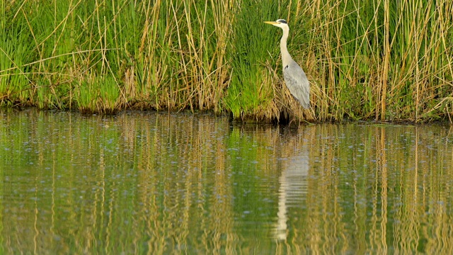 苍鹭，Ardea cinerea，在春天视频素材