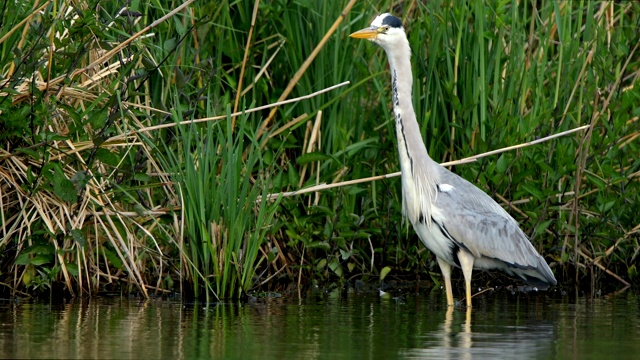 苍鹭，Ardea cinerea，在春天视频素材