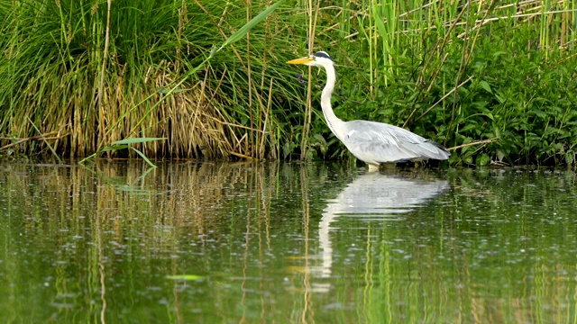 苍鹭，Ardea cinerea，在春天视频素材