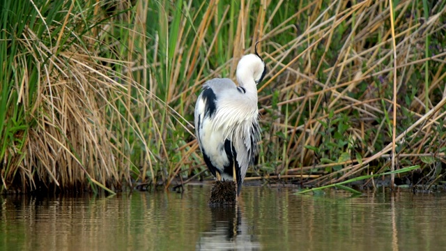 苍鹭，Ardea cinerea，在春天视频素材