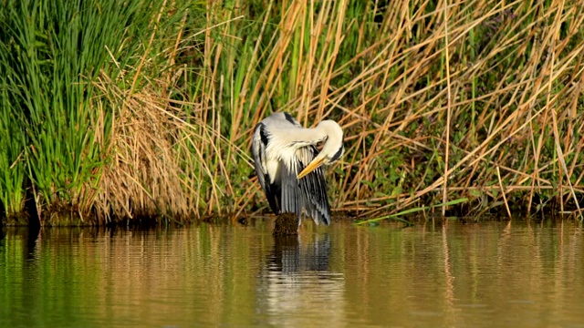 苍鹭，Ardea cinerea，在春天视频素材