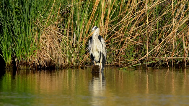 苍鹭，Ardea cinerea，在春天视频素材