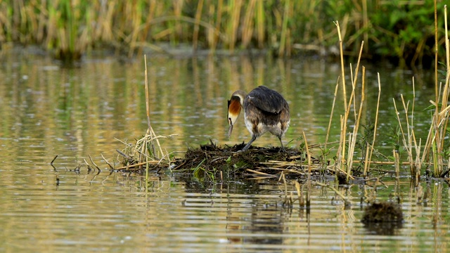 大冠毛鸊鷉，Podiceps cristatus，在巢上视频素材