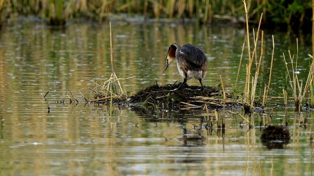 大冠毛鸊鷉，Podiceps cristatus，在巢上视频素材