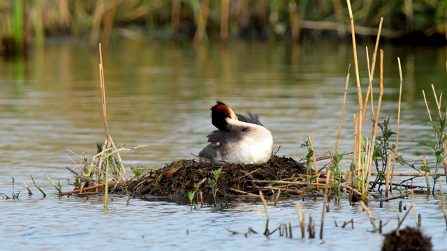 大冠毛鸊鷉，Podiceps cristatus，在巢上视频素材