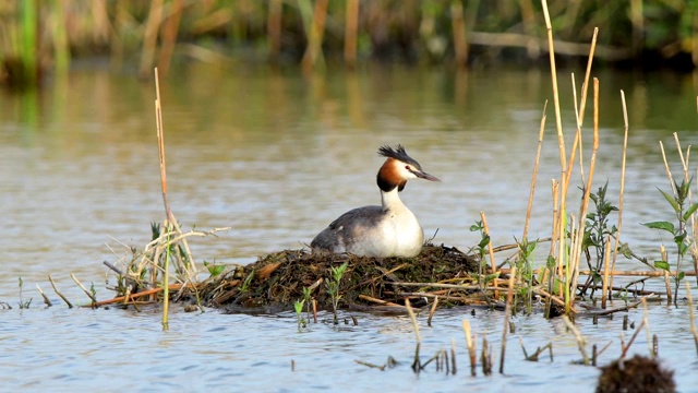 大冠毛鸊鷉，Podiceps cristatus，在巢上视频素材