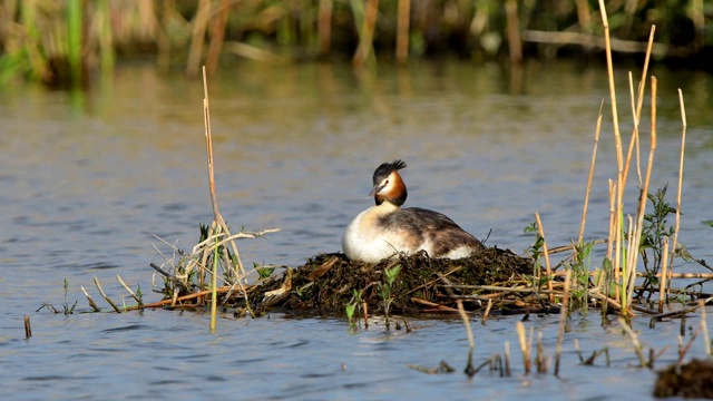 大冠毛鸊鷉，Podiceps cristatus，在巢上视频素材