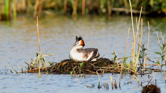 大冠毛鸊鷉，Podiceps cristatus，在巢上视频素材