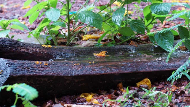 在雨季，雨水倾泻在地上和树叶上。视频下载