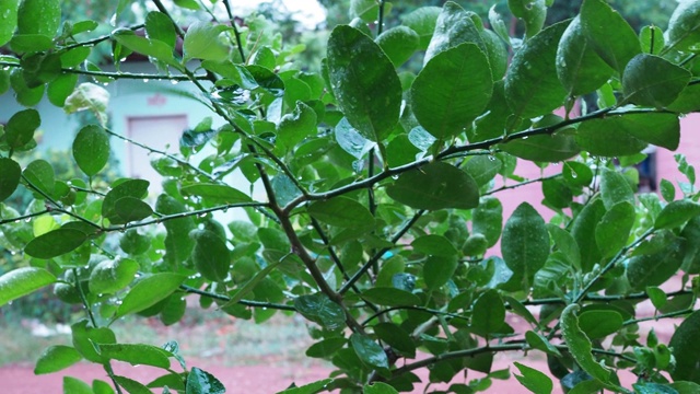 在雨季，雨水倾泻在地上和树叶上。视频下载