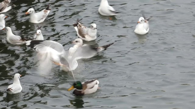 野鸭和海鸥在河水中争夺食物视频素材