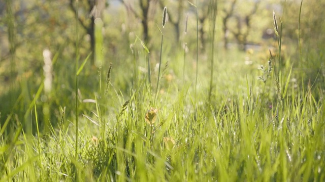 阳光下的绿色装饰春季植物4K视频素材