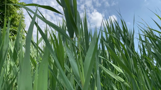 绿草随风摇曳，背景是天空视频下载