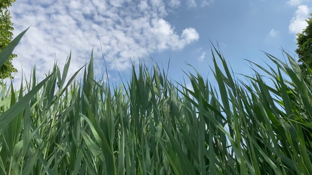 绿草随风摇曳，背景是天空视频下载