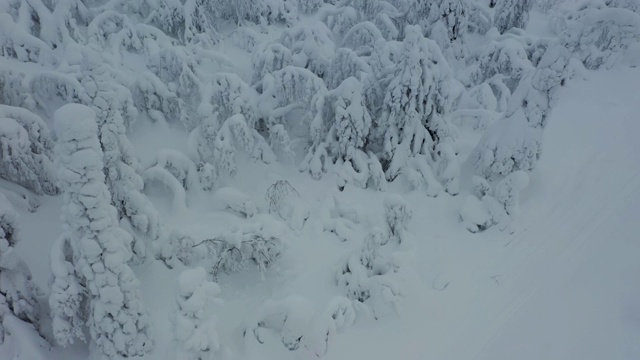 空中飞行在积雪的冬天森林周围冰冻的树视频素材