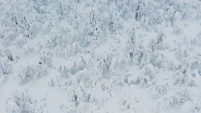 空中飞行在积雪的冬天森林周围冰冻的树视频素材