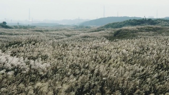 日本草地从当地巴士移动的视野。视频素材