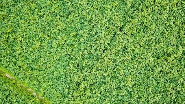 一幅春季大豆田成熟的航拍照片，农业景观由无人机为农业经营理念。视频素材