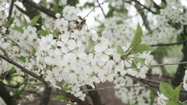 樱花枝视频素材