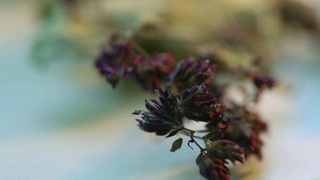 百里香一种干燥的草药百里香，用于冲泡芳香的草药茶视频素材画面2
