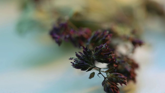 百里香一种干燥的草药百里香，用于冲泡芳香的草药茶视频素材画面3