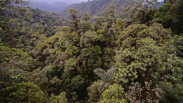 厄瓜多尔云雾森林郁郁葱葱的植被全景景观视频素材