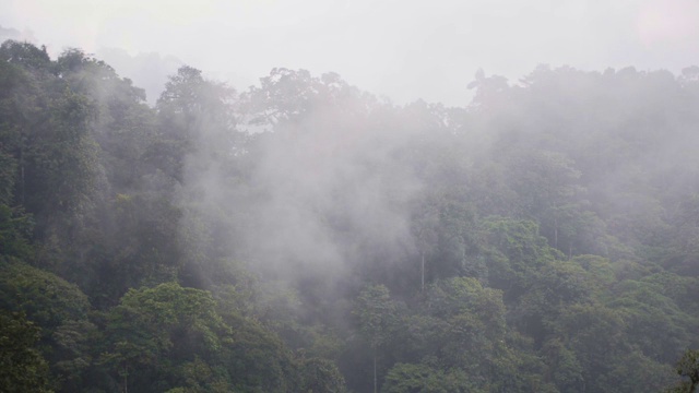 厄瓜多尔云雾森林郁郁葱葱的植被全景，在一个忧郁的日子视频素材