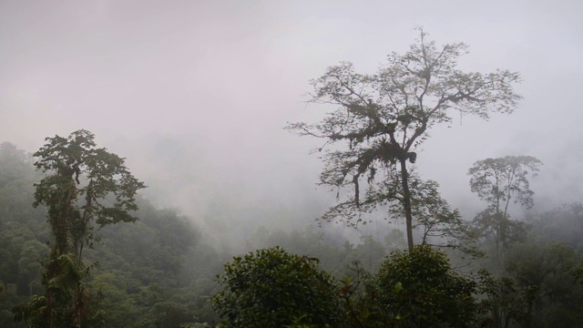 厄瓜多尔云雾森林郁郁葱葱的植被全景景观，在一个忧郁的日子视频素材