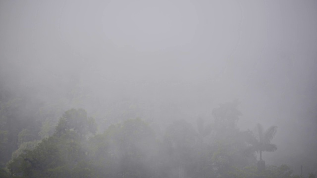 在一个阴郁的日子里，厄瓜多尔云雾森林郁郁葱葱的植被上飘过雾气视频素材