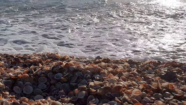 在日落的时候，蓝色的海浪拍打着沙滩上的许多贝壳视频素材