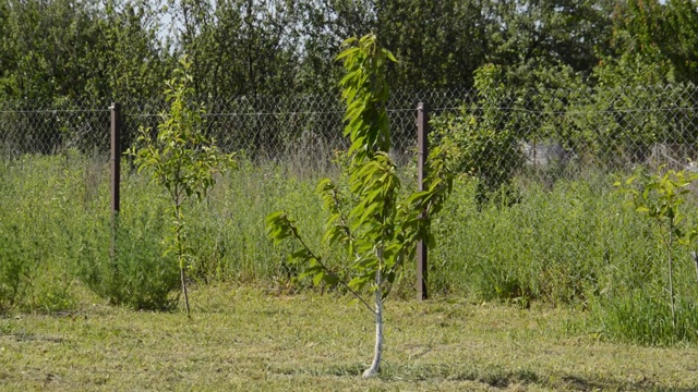 在乡间，植物随风摇曳，园艺工具随风摆动视频素材