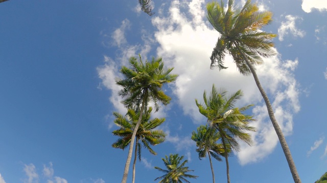 从下往上:飘动的棕榈树伸展到风景如画的蔚蓝天空视频素材