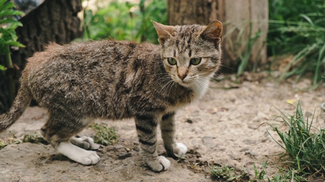 近距离镜头的可爱和美丽的小猫在花园里看着相机。视频素材