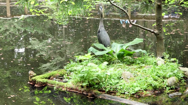 大蓝鹭视频素材