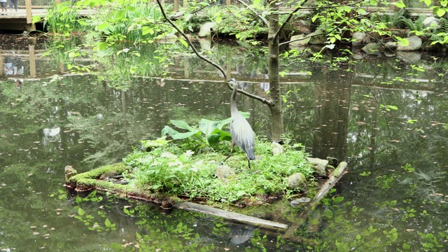 大蓝鹭视频素材