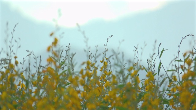 黄色的花园视频素材