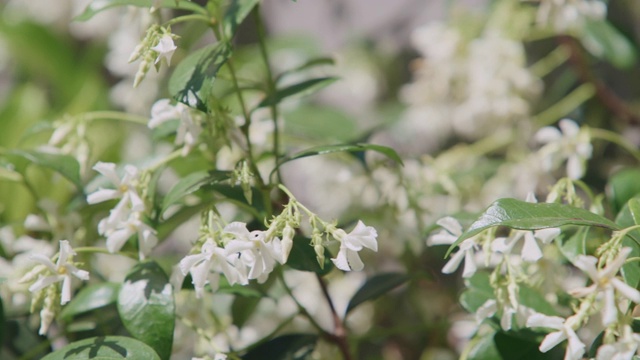 这是最美的季节视频素材