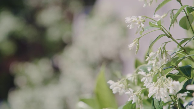 让它们生长，最终会开花视频素材