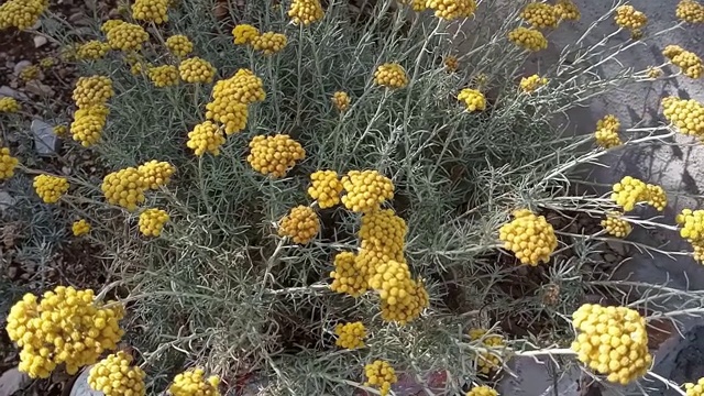 蜡菊，咖喱。蜜蜂运动的观点视频素材