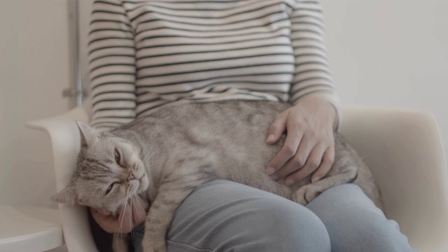 一个女人抚摸着一只可爱的猫。一只可爱的猫喜欢被主人宠爱。视频素材