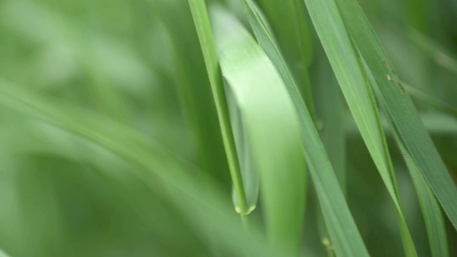 通过绿草。视频素材