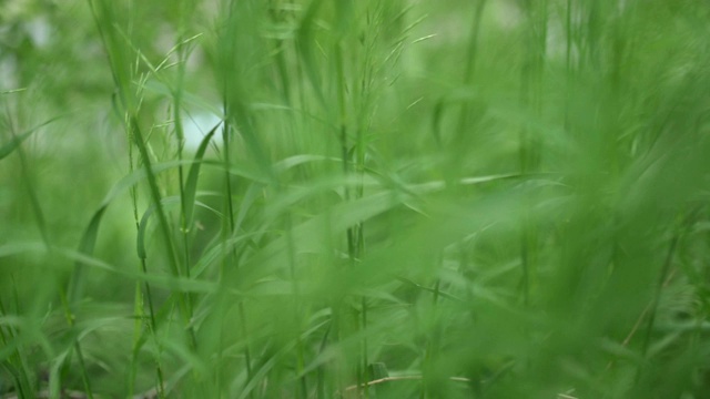 通过绿草。视频素材