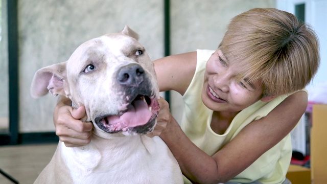 中年亚洲妇女与斗牛犬玩耍视频素材