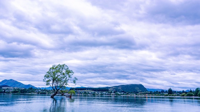 4K延时拍摄wanaka树和云彩在wanaka湖在黎明，新西兰视频素材